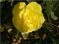 3b2e199d-Picture 2781.jpg